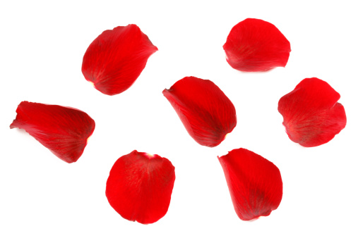 Rose. Red flowers buds. Natural blurred background with bokeh. Spring time. Sky. Shallow depth of field. Toned image.