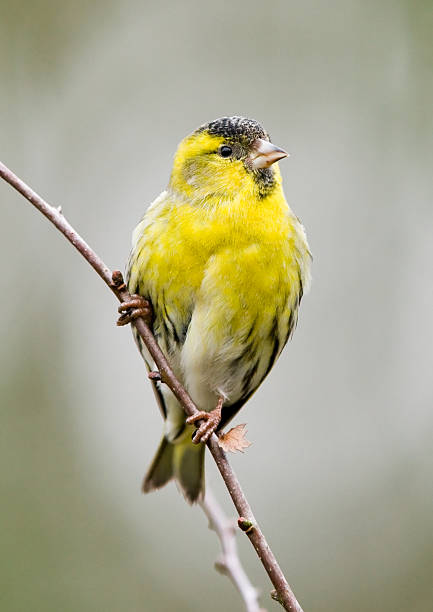 tarin des pins (carduelis spinus) - tarins photos et images de collection