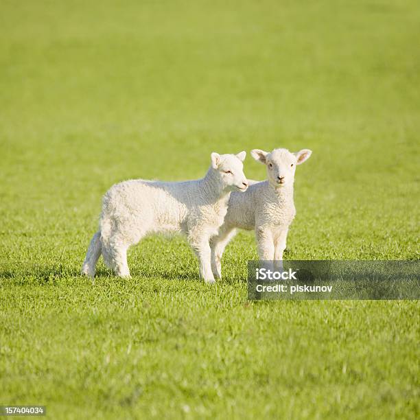 가지 새로운 질란드 메도 Lambs 뉴질랜드에 대한 스톡 사진 및 기타 이미지 - 뉴질랜드, 양, 양 새끼
