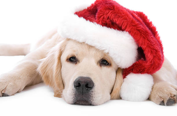 istock Golden Retriever Christmas 157404060