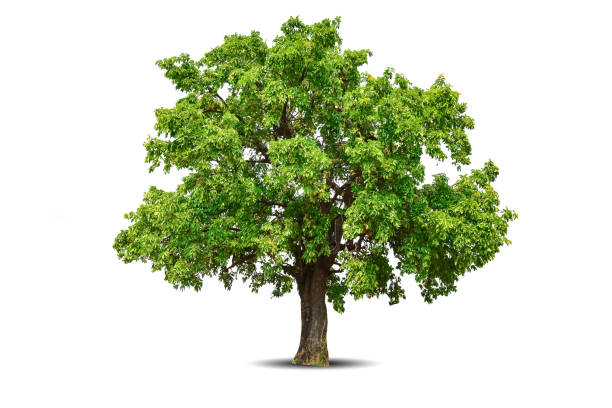 istock Vibrant foliage lone big tree isolated on white background. Evergreen wild trunk for design. Tropical colorful exotic lush plant. Tree green leaf garden decor. Forest wood in summer season 1574040794