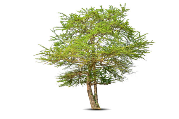 istock Vibrant foliage lone big tree isolated on white background. Evergreen wild trunk for design. Tropical colorful exotic lush plant. Tree green leaf garden decor. Forest wood in summer season 1574040802
