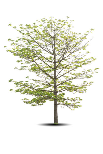 Vibrant foliage lone big tree Bombax ceiba isolated on white background. Evergreen wild trunk for design. Tropical colorful exotic lush plant. Tree green leaf garden decor. Forest wood spring season follaje vibrante solitario gran árbol bombax ceiba aislado sobre fondo blanco. tronco salvaje de hoja perenne para el diseño. planta tropical colorida exótica exuberante. decoración de jardín de hoja verde árbol. bosque de madera temporada de primave