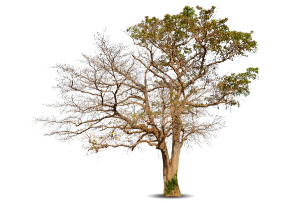 istock Dry branch of big dead tree with cracked dark bark stem. Beautiful old tree isolated on white background. Single old and dead tree on nature. Alone wooden trunk forest in fall season change 1574041377