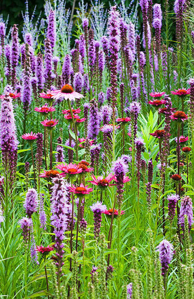 istock Blazing star (Liatris) flowers - II 157404153
