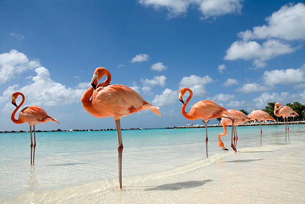 flamingos am strand - aruba stock-fotos und bilder