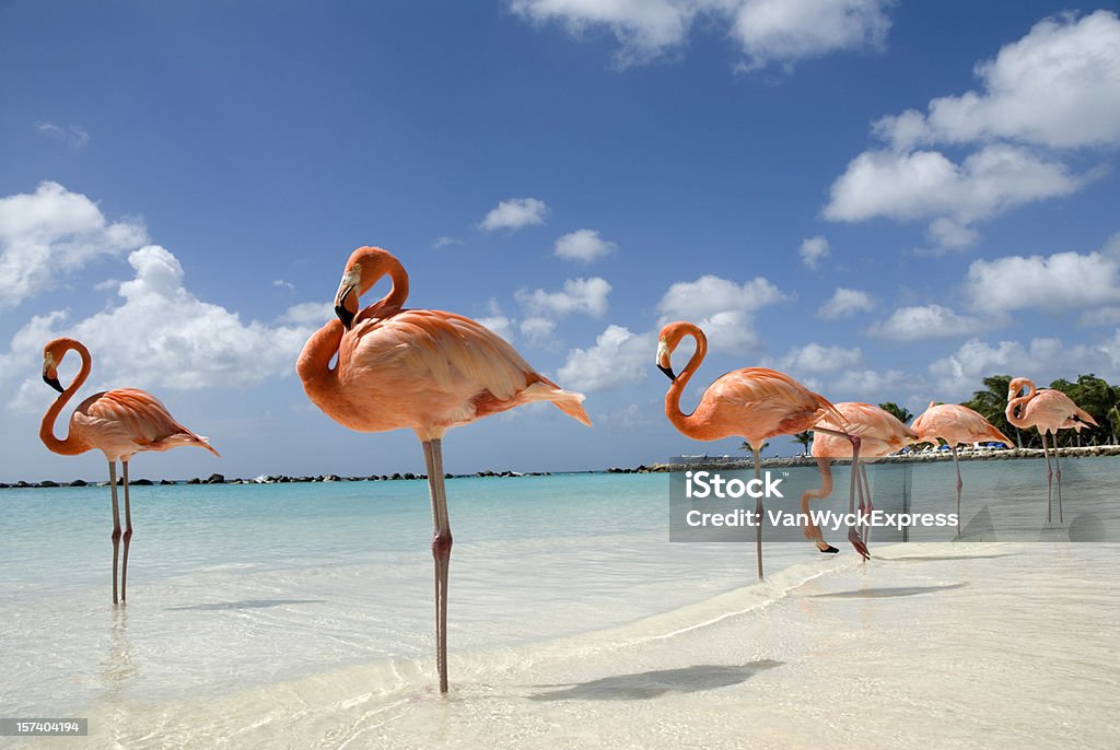 Fenicotteri in spiaggia - Foto stock royalty-free di Aruba
