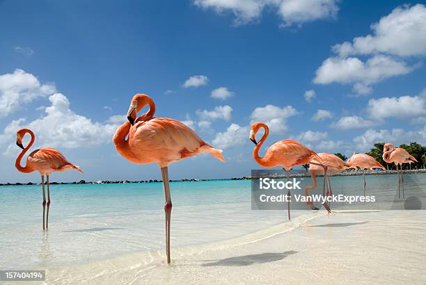 Fenicotteri In Spiaggia - Fotografie stock e altre immagini di Aruba - Aruba, Fenicottero, Spiaggia
