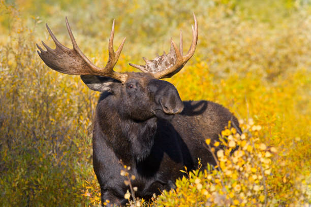 istock Bull Moose Portrait and Autumn Foliage 157404215