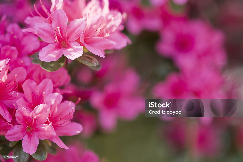 Azalea - Foto de stock de Azalea libre de derechos