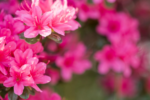 Azaleas is a flowering shrub in rhododendron family. Azaleas bloom in the spring their flowers often lasting several weeks. Shade tolerant, they prefer living near or under trees.