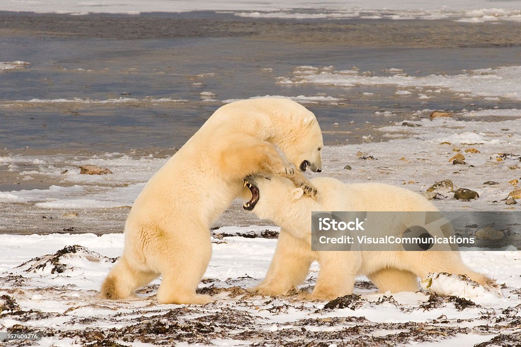 Polar bears fighting.  Animal Stock Photo