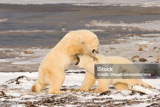 Polar Bears Fighting Stock Photo - Download Image Now - Animal, Animal Wildlife, Animals In The Wild