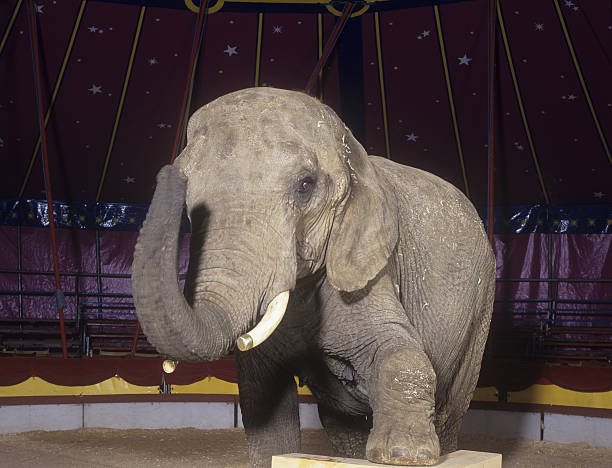 elefantino di circo in posa - circus animal foto e immagini stock