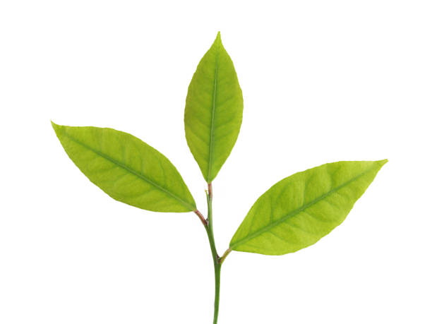 istock Close up of a three leaf lemon twig 157404373