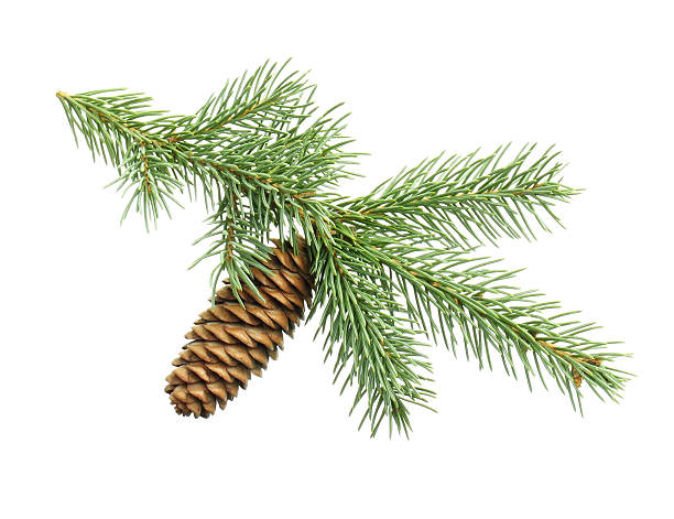 рождественская ёлка - spruce tree стоковые фото и изображения