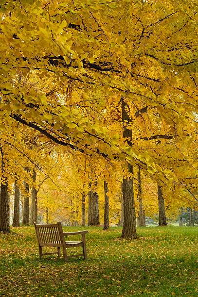 秋の美しいベンチにディスグローヴ垂直 - virginia ginkgo tree tree autumn ストックフォトと画像
