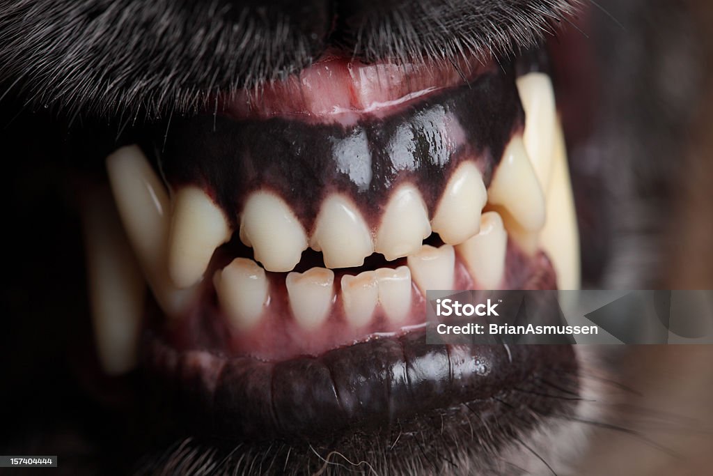 Dog Snarling (XXXL)  Dog Stock Photo
