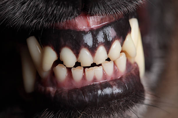Dog Snarling (XXXL)  guard dog photos stock pictures, royalty-free photos & images