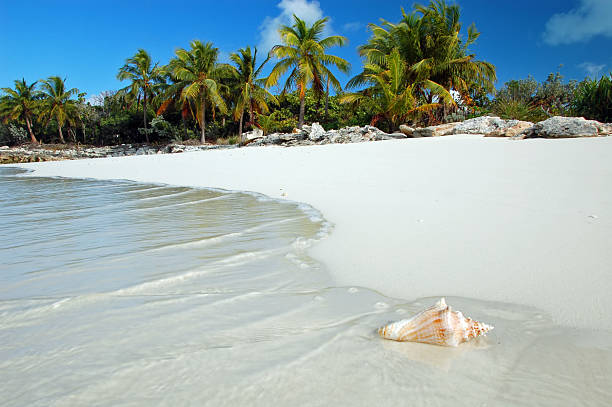 conchiglia sulla spiaggia tropicale di lavaggi - seashell shell sand copy space foto e immagini stock
