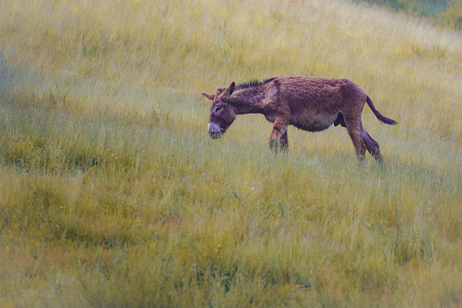 Brown Donkey walking alone in meadows with yellow grass, with copy space