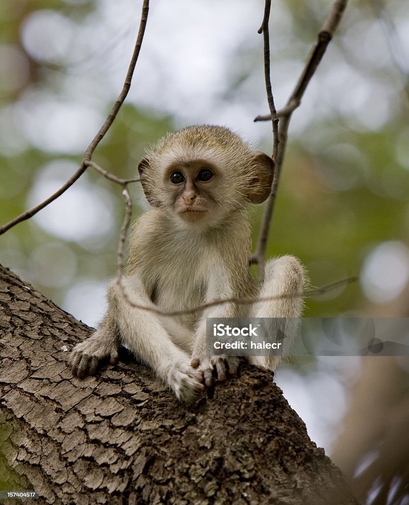 Bebê Macaco-Vervet - Royalty-free Macaco-vervet Foto de stock