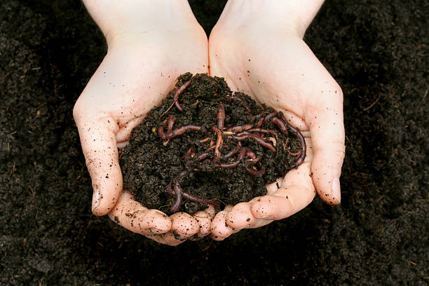 istock A handful of soil and some worms 157404535