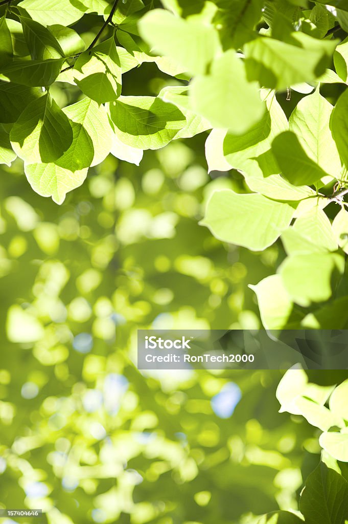 Green hojas - Foto de stock de Abstracto libre de derechos