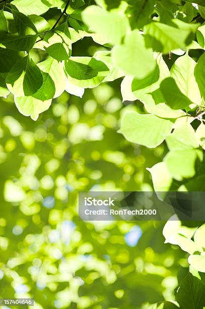 緑の葉 - アウトフォーカスのストックフォトや画像を多数ご用意 - アウトフォーカス, カラー画像, クローズアップ