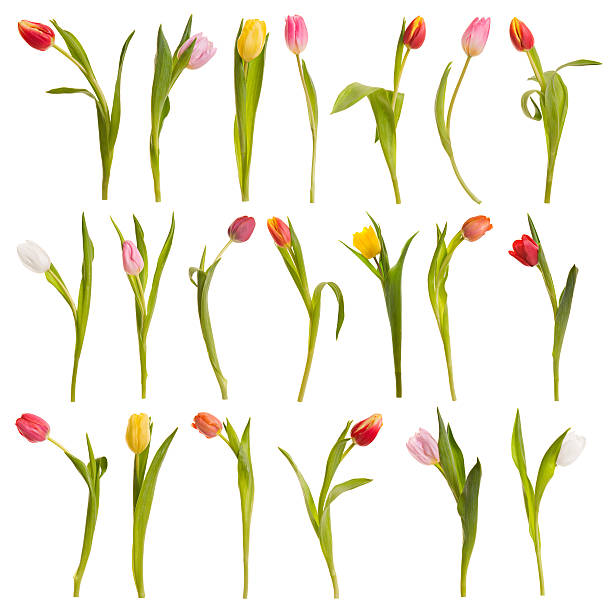 монтаж тюльпанов - isolated spring red flower стоковые фото и изображения