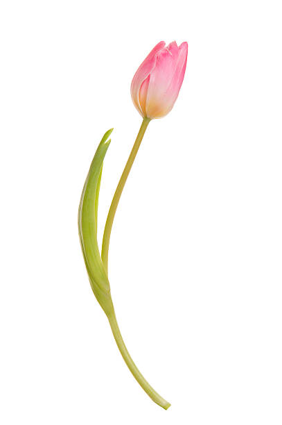hermosos tulipán - rose pink flower single flower fotografías e imágenes de stock