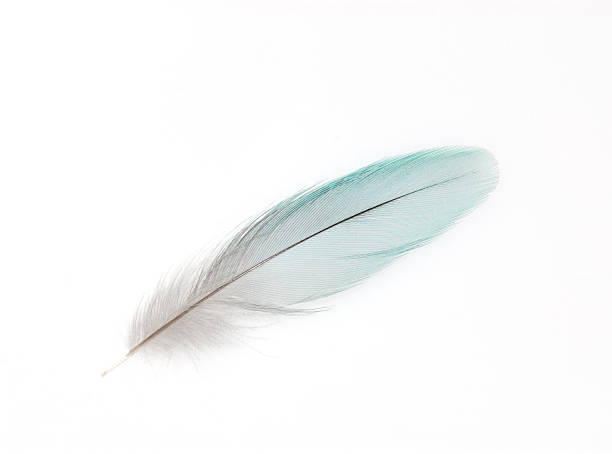 A white feather on white background stock photo