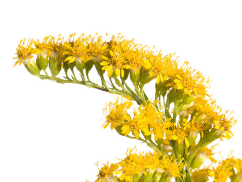 Field of Ambrosia or ragweed. Allergic plants in nature. Yellow wild flowering plant on ragweed bushes. Seasonal allergy