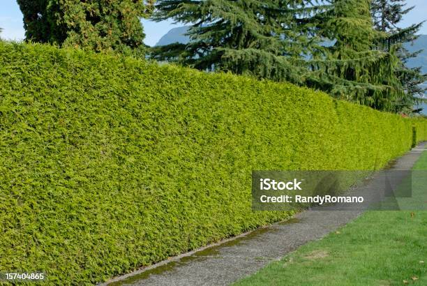 Hedgerow - Fotografias de stock e mais imagens de Sebe - Sebe, Cedro, Passeio