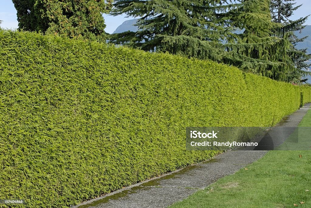 Hedgerow - Стоковые фото Живая изгородь роялти-фри