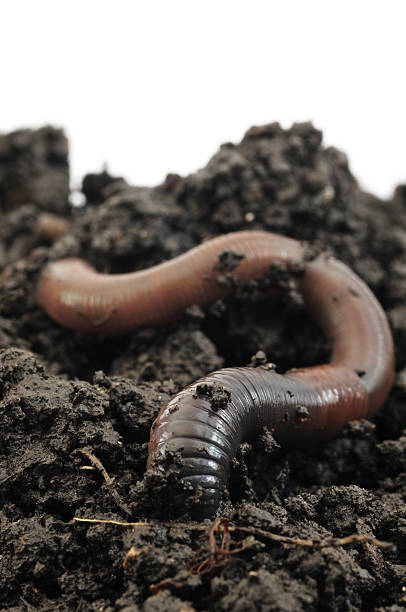 Worm Going Underground A Common European Earthworm burrowing into soil. earthworm photos stock pictures, royalty-free photos & images