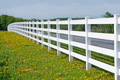 White fence among dandelions. 