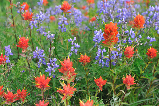 istock Red Indian Paintbrush and Blue Lupines 157405106