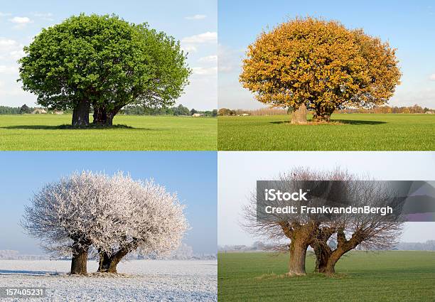 Solitario Albero In Quattro Differenti Stagioni - Fotografie stock e altre immagini di Le quattro stagioni - Le quattro stagioni, Stagione, Albero