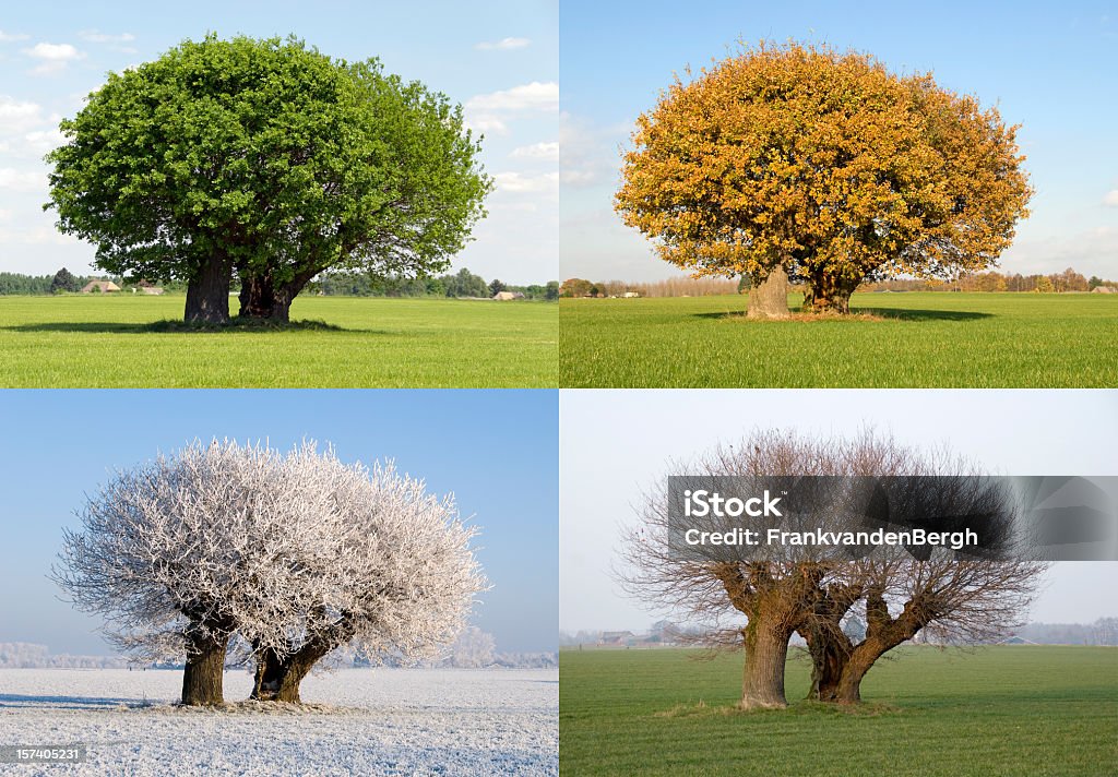 솔리테르 나무 네 가지 시즌즈 - 로열티 프리 사계절 스톡 사진