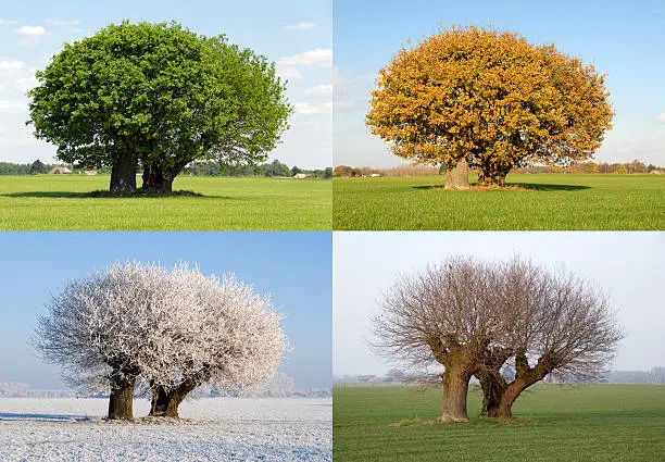 Image of the same tree in four different seasons. With fresh green leaves in spring, green leaves in summer, bare n fall and covered in snow in winter.  The tree stands solitaire in a field.