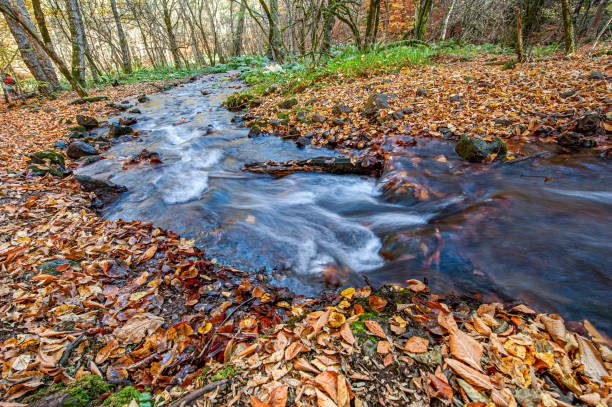 природный источник воды в национальном парке едигёллер - nobody tranquil scene nature park стоковые фото и изображения