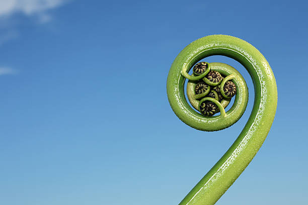 New Zealand tree fern frond stock photo