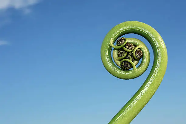 New fern frond (koru) photographed against blue sky. Very sharp image with plenty of copy space. 