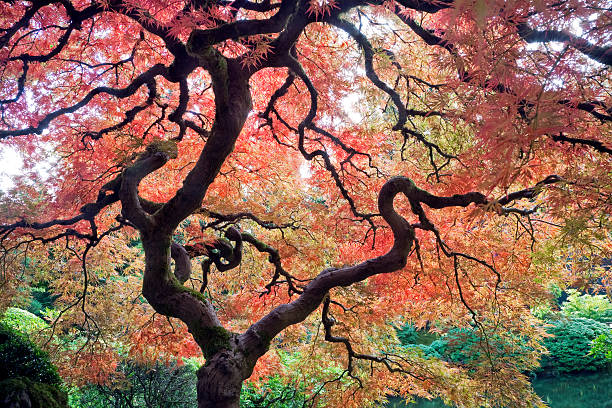 istock Japanese Garden in Autumn. 157405330