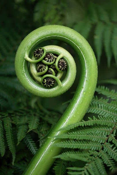 helecho arbóreo de queensland fronda - fern leaf plant close up fotografías e imágenes de stock