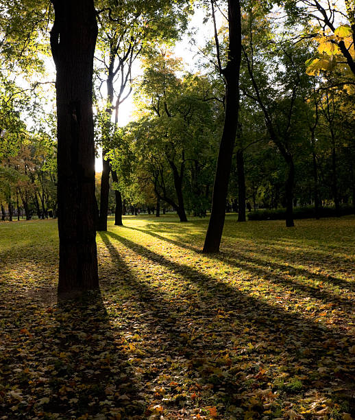 Autumn leaves on green grass