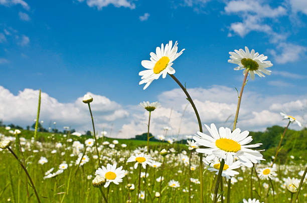 ワイルド春の花の緑の牧草地 - field daisy vibrant color bright ストックフォトと画像