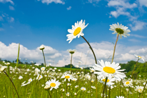 Flower of daisy is swaying in the wind. Chamomile flowers field with green grass. Close up.
