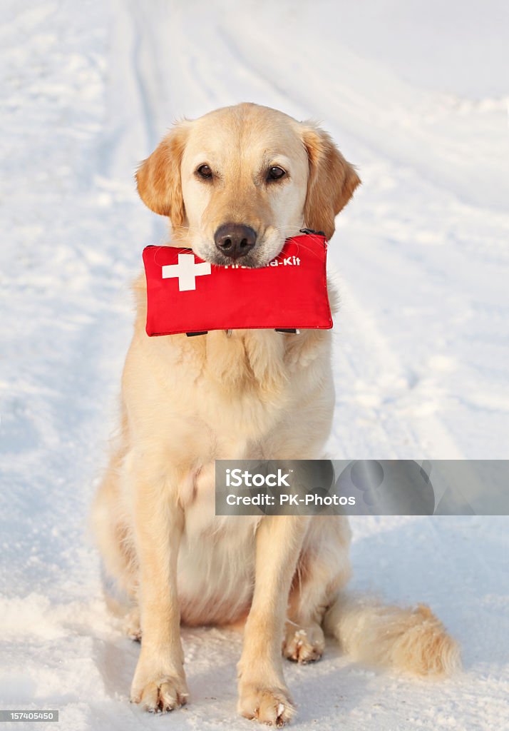 Hund und Erste-Hilfe-Kit - Lizenzfrei Verbandskasten Stock-Foto